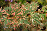- Acer palmatum 'Beni shichihenge' Pink Variegated Japanese Maple - Mr Maple │ Buy Japanese Maple Trees