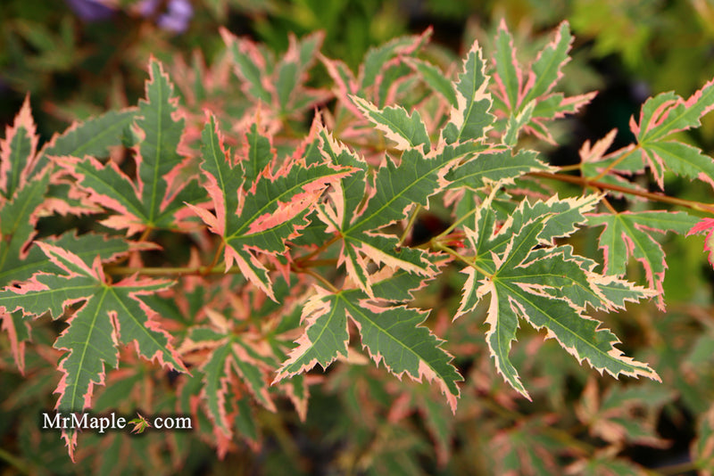 - Acer palmatum 'Beni shichihenge' Pink Variegated Japanese Maple - Mr Maple │ Buy Japanese Maple Trees
