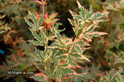 - Acer palmatum 'Beni shichihenge' Pink Variegated Japanese Maple - Mr Maple │ Buy Japanese Maple Trees