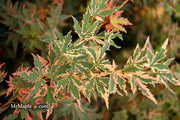 - Acer palmatum 'Beni shichihenge' Pink Variegated Japanese Maple - Mr Maple │ Buy Japanese Maple Trees
