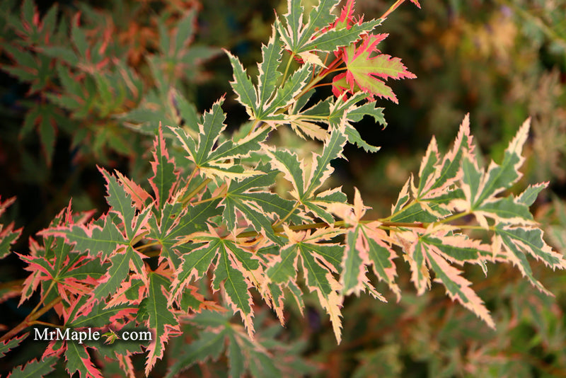 - Acer palmatum 'Beni shichihenge' Pink Variegated Japanese Maple - Mr Maple │ Buy Japanese Maple Trees
