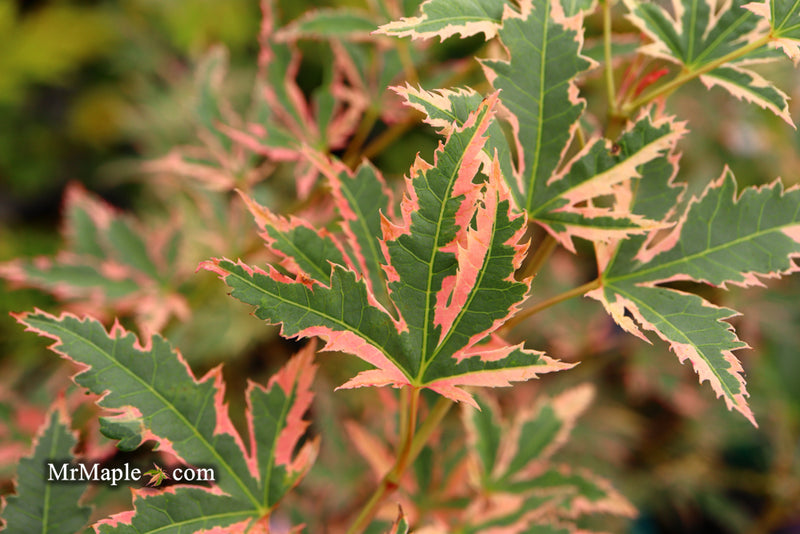 - Acer palmatum 'Beni shichihenge' Pink Variegated Japanese Maple - Mr Maple │ Buy Japanese Maple Trees