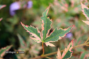 - Acer palmatum 'Beni shichihenge' Pink Variegated Japanese Maple - Mr Maple │ Buy Japanese Maple Trees
