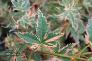 - Acer palmatum 'Beni shichihenge' Pink Variegated Japanese Maple - Mr Maple │ Buy Japanese Maple Trees