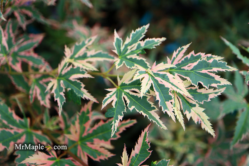 - Acer palmatum 'Beni shichihenge' Pink Variegated Japanese Maple - Mr Maple │ Buy Japanese Maple Trees
