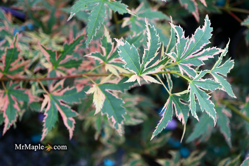 - Acer palmatum 'Beni shichihenge' Pink Variegated Japanese Maple - Mr Maple │ Buy Japanese Maple Trees