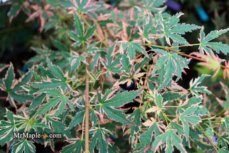- Acer palmatum 'Beni shichihenge' Pink Variegated Japanese Maple - Mr Maple │ Buy Japanese Maple Trees