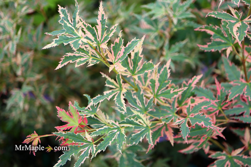 - Acer palmatum 'Beni shichihenge' Pink Variegated Japanese Maple - Mr Maple │ Buy Japanese Maple Trees