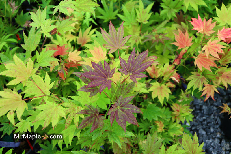 - Acer shirasawanum 'Moonrise™' Full Moon Japanese Maple - Mr Maple │ Buy Japanese Maple Trees