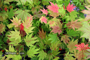 - Acer shirasawanum 'Moonrise™' Full Moon Japanese Maple - Mr Maple │ Buy Japanese Maple Trees