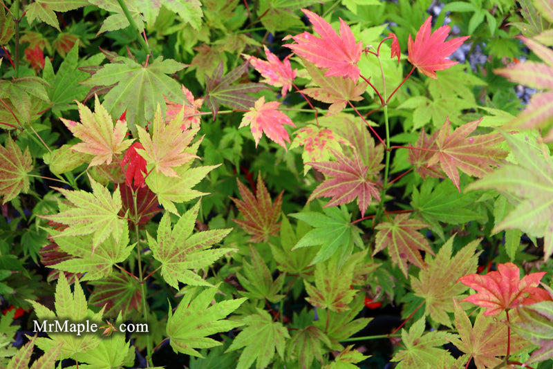 - Acer shirasawanum 'Moonrise™' Full Moon Japanese Maple - Mr Maple │ Buy Japanese Maple Trees