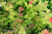 - Acer shirasawanum 'Moonrise™' Full Moon Japanese Maple - Mr Maple │ Buy Japanese Maple Trees