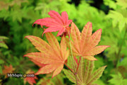 - Acer shirasawanum 'Moonrise™' Full Moon Japanese Maple - Mr Maple │ Buy Japanese Maple Trees