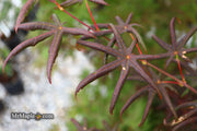 - Acer palmatum 'Peve Starfish' Japanese Maple - Mr Maple │ Buy Japanese Maple Trees
