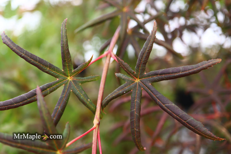 - Acer palmatum 'Peve Starfish' Japanese Maple - Mr Maple │ Buy Japanese Maple Trees