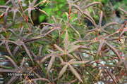- Acer palmatum 'Peve Starfish' Japanese Maple - Mr Maple │ Buy Japanese Maple Trees