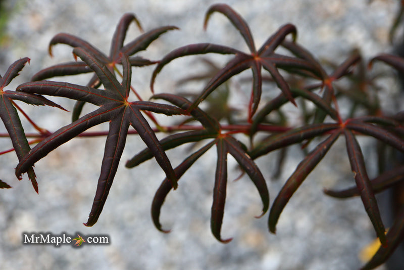 - Acer palmatum 'Peve Starfish' Japanese Maple - Mr Maple │ Buy Japanese Maple Trees