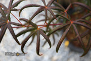 - Acer palmatum 'Peve Starfish' Japanese Maple - Mr Maple │ Buy Japanese Maple Trees