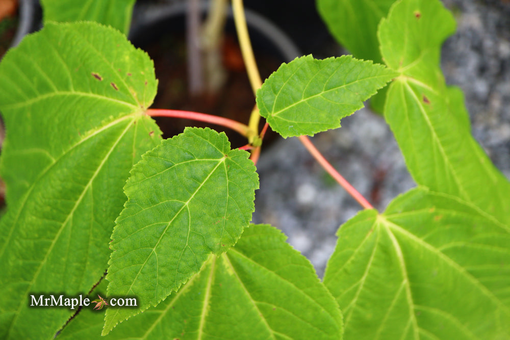 Acer pensylvanicum 'Erythrocladum' Snakebark maple