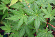 - Acer palmatum 'Gold Digger' Yellow Coral Bark Japanese Maple - Mr Maple │ Buy Japanese Maple Trees