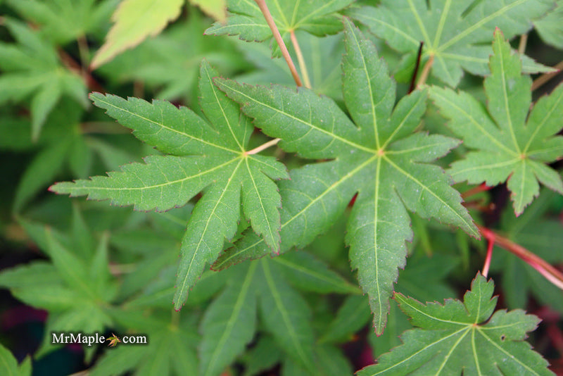 - Acer palmatum 'Gold Digger' Yellow Coral Bark Japanese Maple - Mr Maple │ Buy Japanese Maple Trees