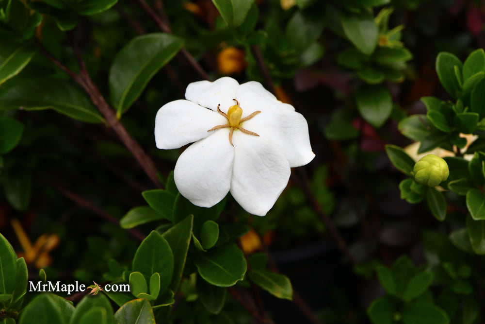 Gardenia jasminoides 'Daisy' Fragrant Cape Jasmine