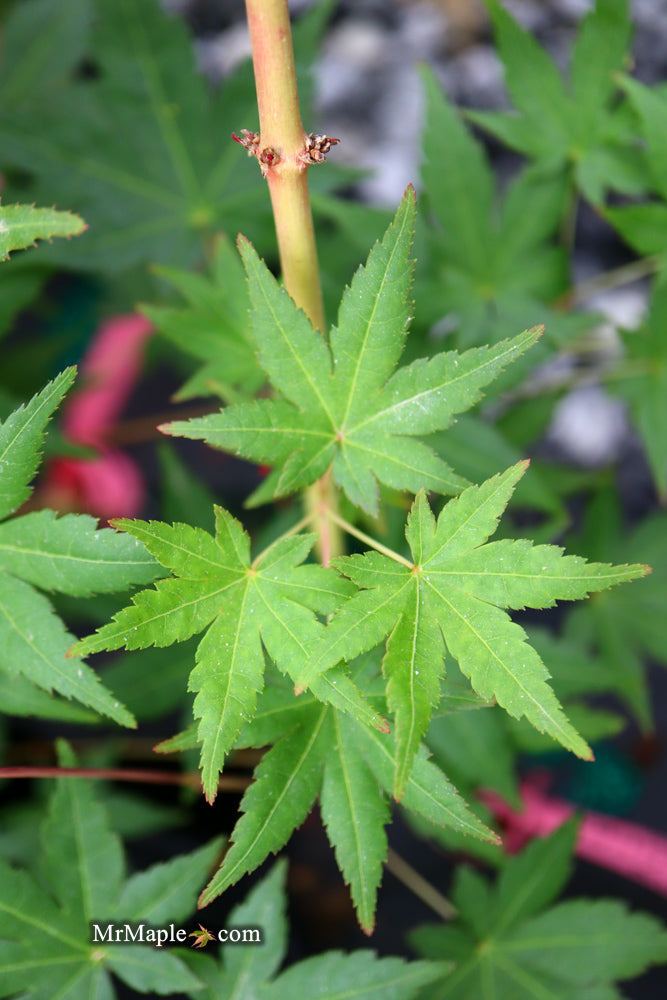 - Acer palmatum 'Gold Digger' Yellow Coral Bark Japanese Maple - Mr Maple │ Buy Japanese Maple Trees