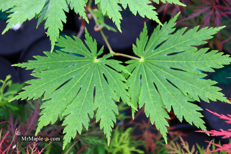 - FOR PICKUP ONLY | Acer japonicum ‘Rising Sun’ Japanese Maple | DOES NOT SHIP - Mr Maple │ Buy Japanese Maple Trees