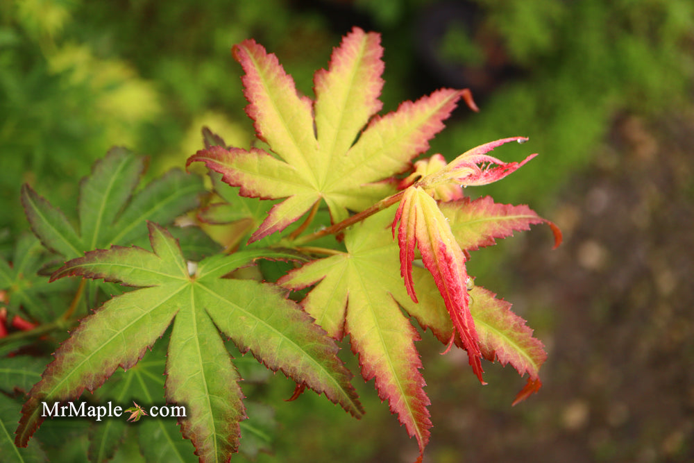 Acer palmatum 'First Ghost' Japanese Maple
