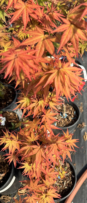 Acer palmatum 'Dracula' Japanese Maple