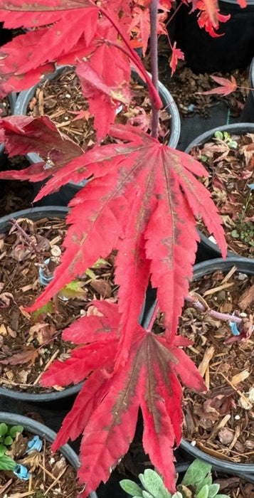 Acer palmatum 'Dracula' Japanese Maple