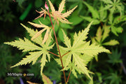 - Acer palmatum 'Grandma Ghost' Japanese Maple - Mr Maple │ Buy Japanese Maple Trees