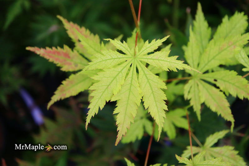 - Acer palmatum 'Grandma Ghost' Japanese Maple - Mr Maple │ Buy Japanese Maple Trees