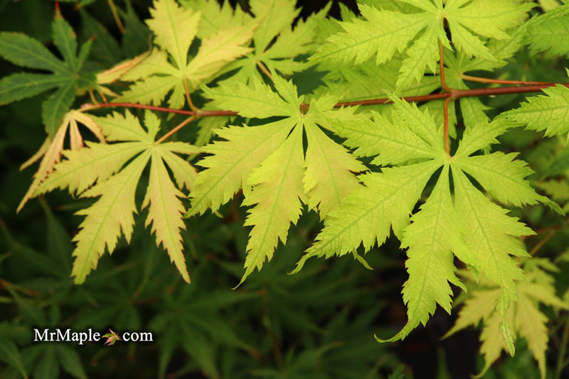 - Acer palmatum 'Grandma Ghost' Japanese Maple - Mr Maple │ Buy Japanese Maple Trees