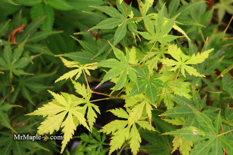 - Acer palmatum 'Grandma Ghost' Japanese Maple - Mr Maple │ Buy Japanese Maple Trees