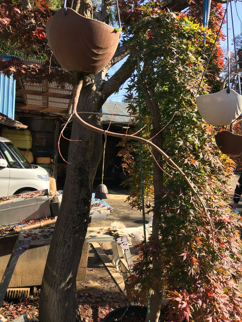 - FOR PICKUP ONLY | Acer palmatum 'Ryusen' Japanese Maple | DOES NOT SHIP - Mr Maple │ Buy Japanese Maple Trees