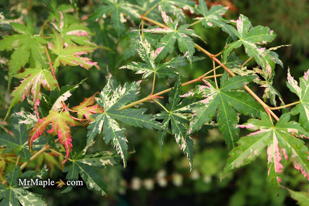 Acer palmatum 'Ori zuru' Pink Japanese Maple