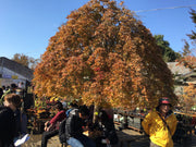 - FOR PICKUP ONLY | Acer palmatum 'Ryusen' Japanese Maple | DOES NOT SHIP - Mr Maple │ Buy Japanese Maple Trees