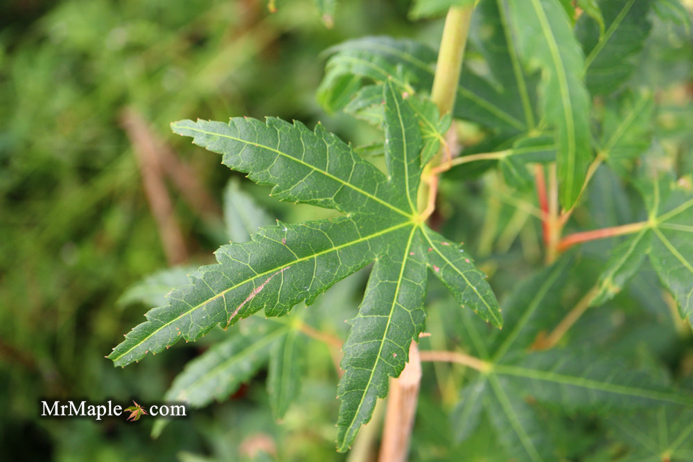 Acer palmatum 'Elwood Orange' Rare Japanese Maple