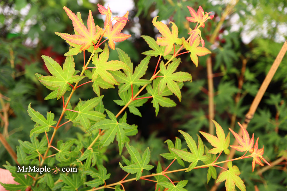 Acer palmatum 'Elwood Orange' Rare Japanese Maple