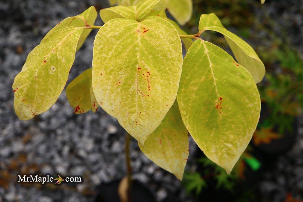 Cornus florida 'Autumn Gold' Native Flowering Dogwood