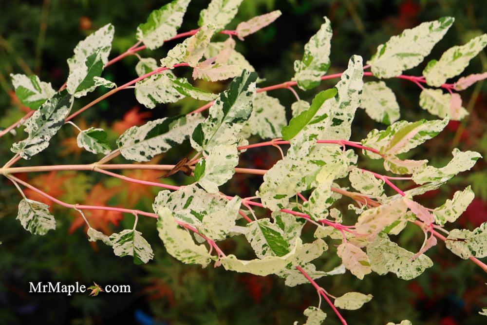 Acer crataegifolium 'Meuri no fu' Variegated Snakebark Japanese Maple