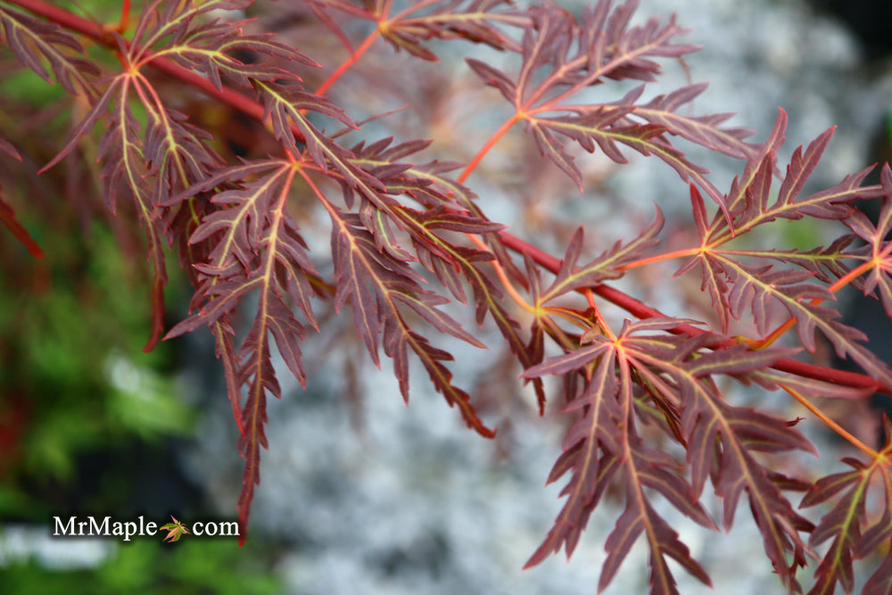Acer palmatum 'Scarlet Princess' Miniature Japanese Maple