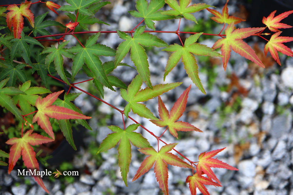 Acer palmatum 'Tama Hime' Dwarf Japanese Maple