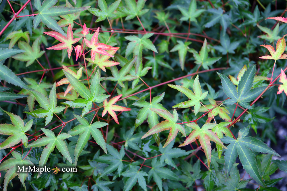Acer palmatum 'Tama Hime' Dwarf Japanese Maple