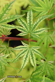 - FOR PICKUP ONLY | Acer palmatum 'Ikandi' Japanese Maple| DOES NOT SHIP - Mr Maple │ Buy Japanese Maple Trees