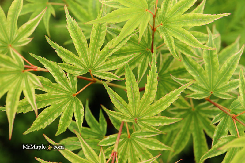 - FOR PICKUP ONLY | Acer palmatum 'Ikandi' Japanese Maple| DOES NOT SHIP - Mr Maple │ Buy Japanese Maple Trees