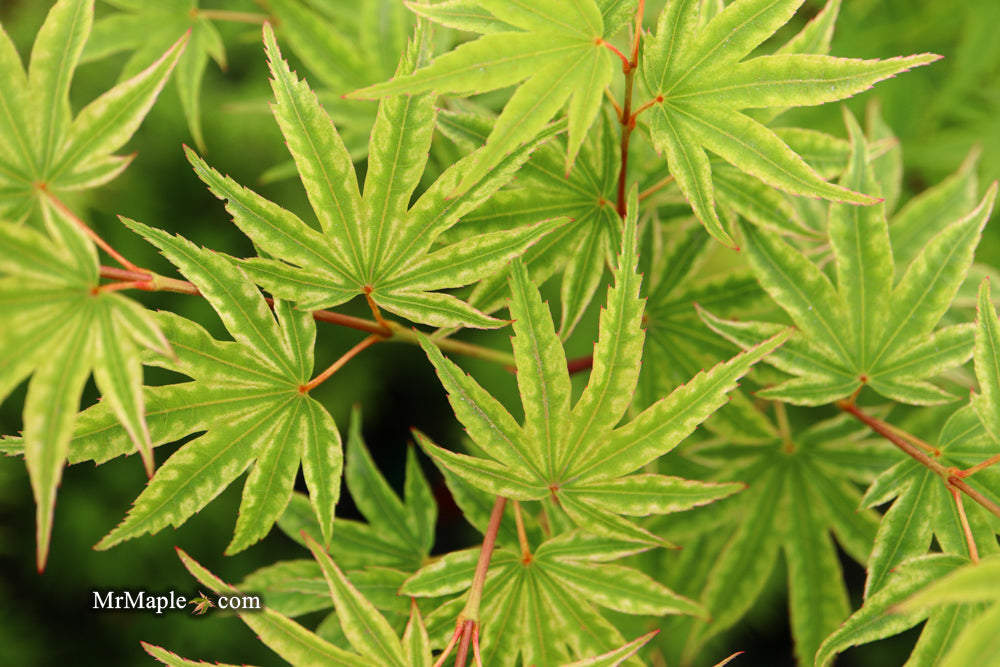 FOR PICKUP ONLY | Acer palmatum 'Ikandi' Japanese Maple| DOES NOT SHIP