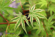 - FOR PICKUP ONLY | Acer palmatum 'Ikandi' Japanese Maple| DOES NOT SHIP - Mr Maple │ Buy Japanese Maple Trees