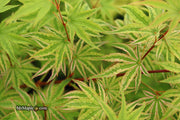 - FOR PICKUP ONLY | Acer palmatum 'Ikandi' Japanese Maple| DOES NOT SHIP - Mr Maple │ Buy Japanese Maple Trees